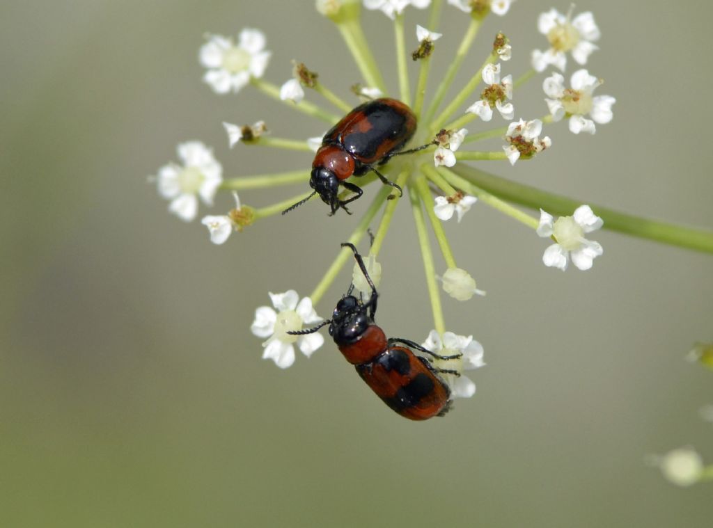 Coptocephala rubicunda o scopolina?